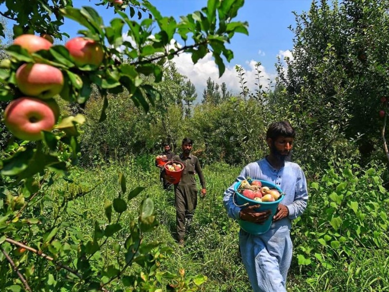 The Kashmir Apple Saga